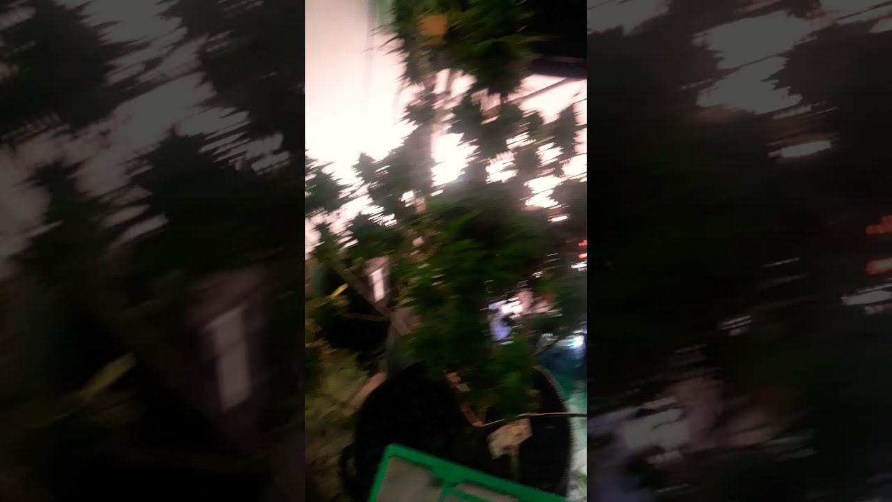 RETURN OF THE CRAZY BUD