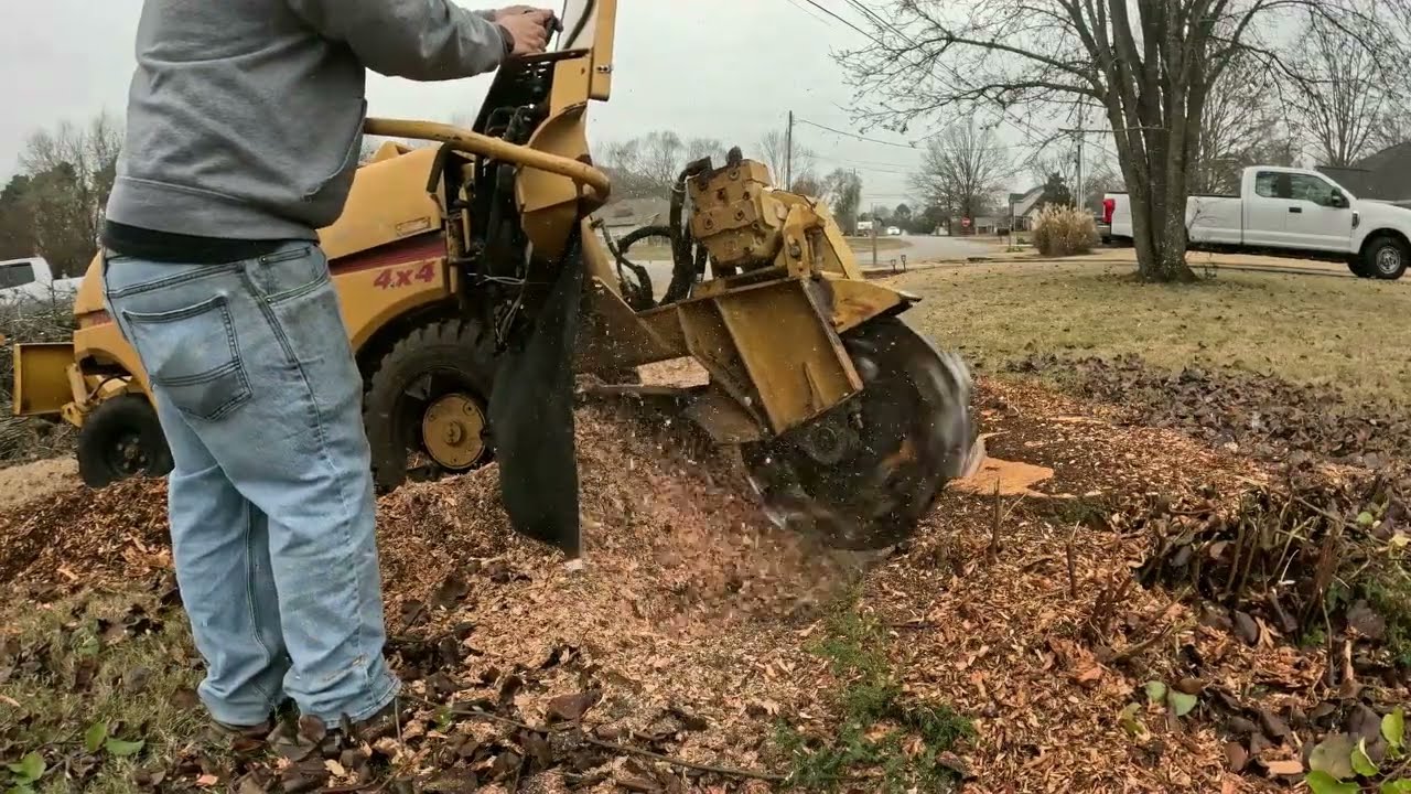 Stump Grinding three stumps on a cold day