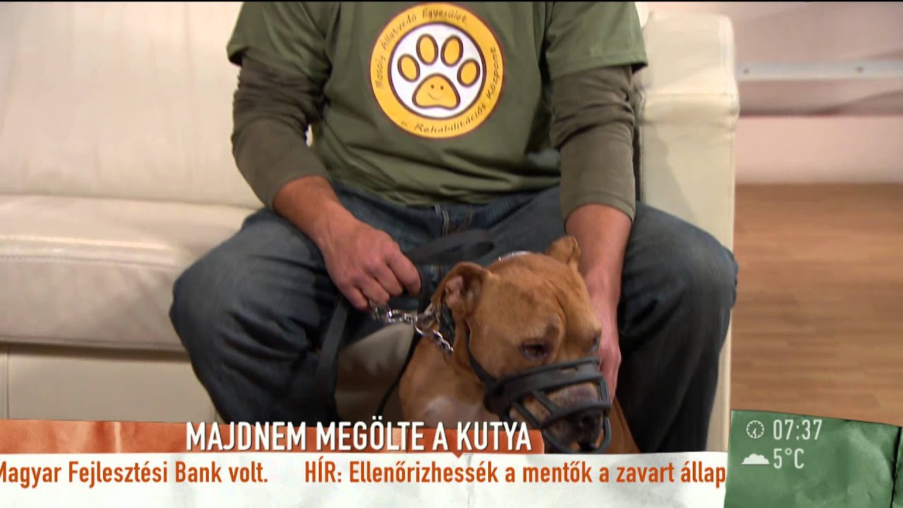 Vujity Tvrtkot brutális kutyatámadás érte - 2015.11.09. - tv2.hu/mokka