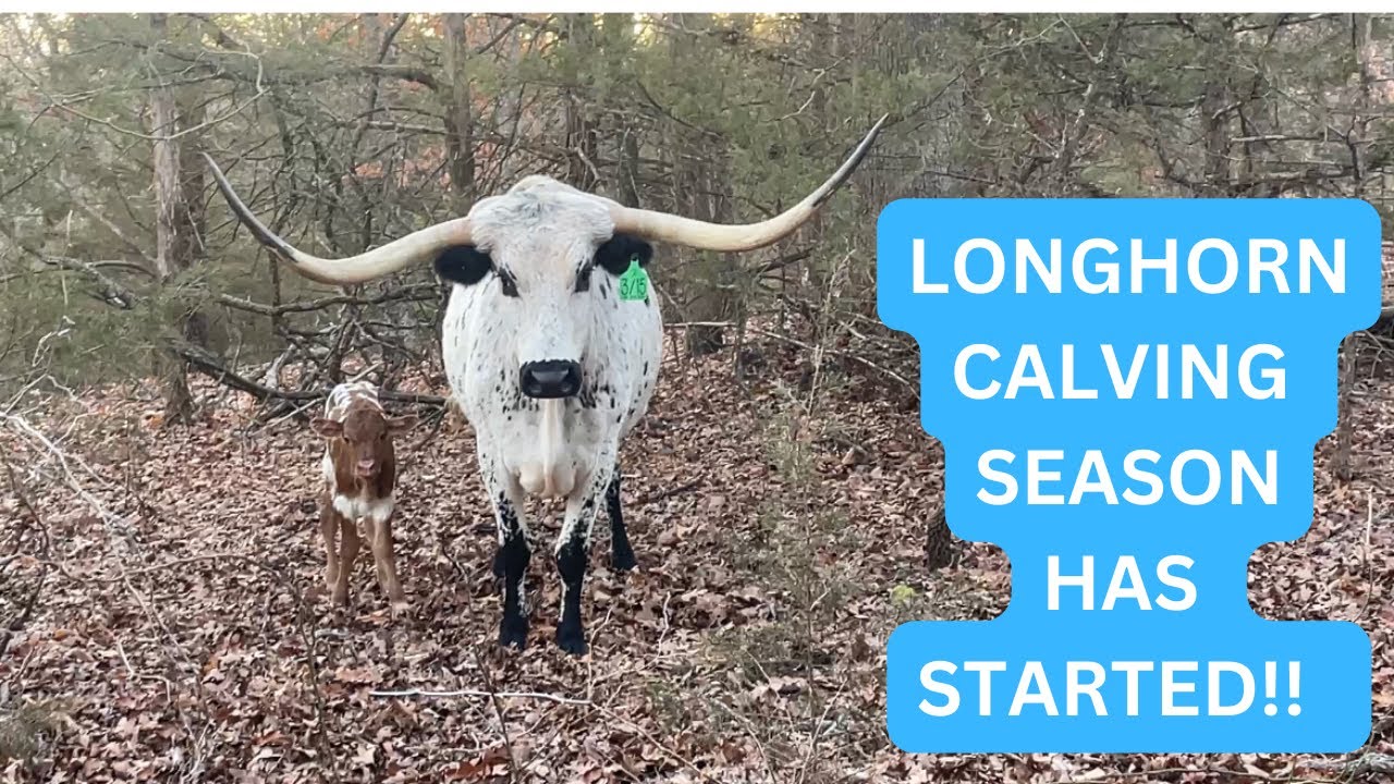 Baby Longhorns!!