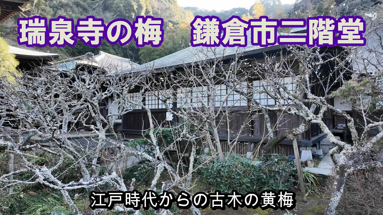瑞泉寺の梅2026　黄梅　(鎌倉市二階堂)