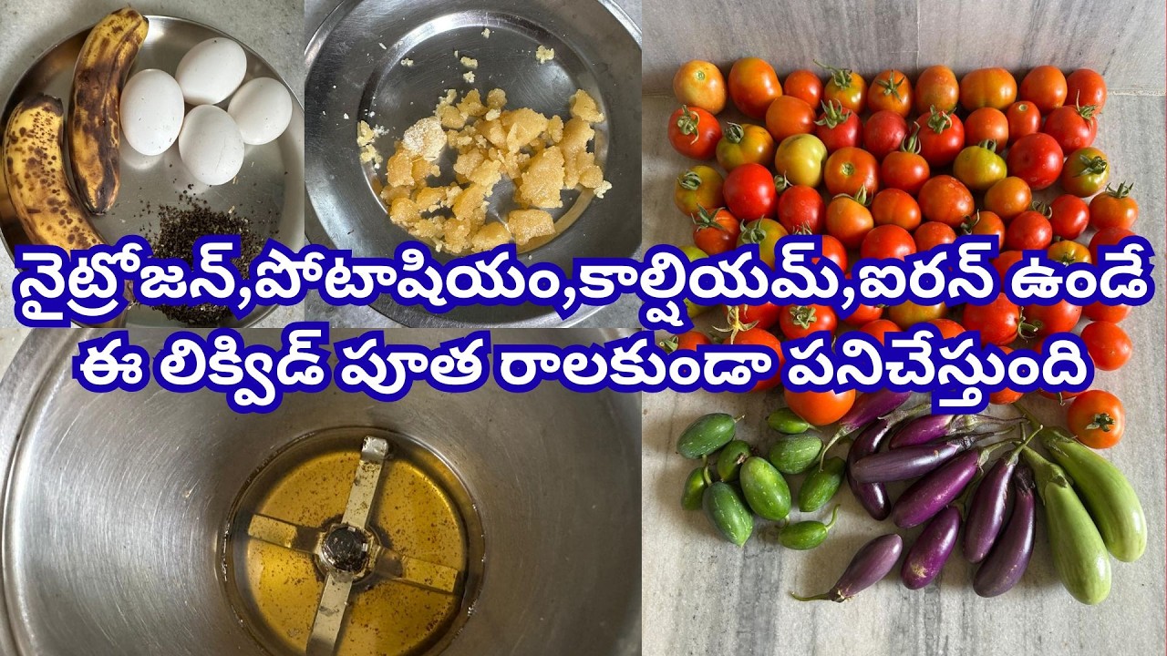 టమాటా మొక్కలు పూత రాల కుండా ఉండాలంటే ఈ లిక్విడ్ ఇవ్వండి #trending #organic #compost #garden #liquid