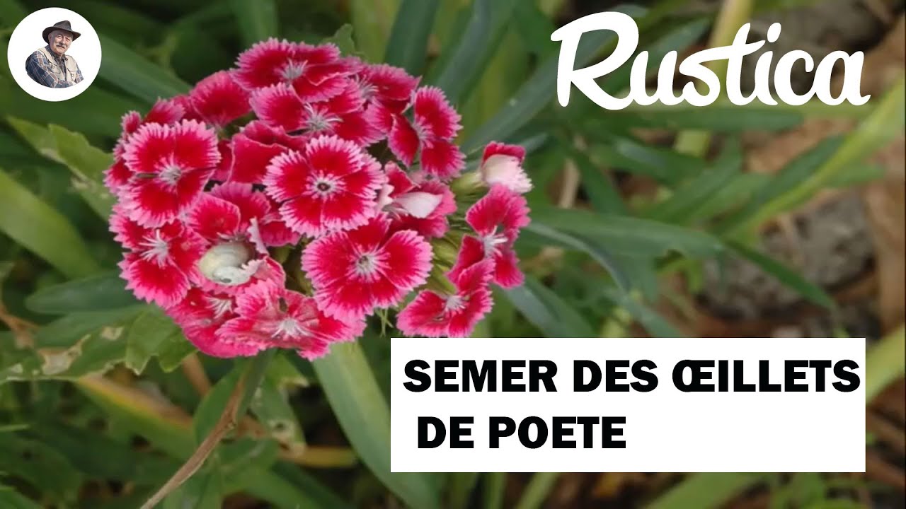 Comment semer les oeillets de po&egrave;te en terrine