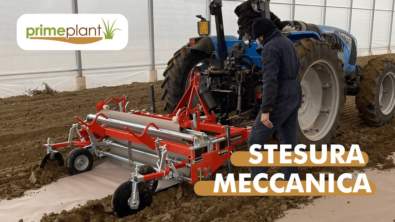 Stesura meccanica telo pacciamatura con macchina pacciamatrice