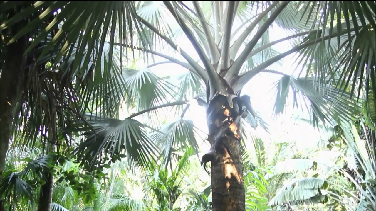 How poet W.S. Merwin found paradise by planting palm trees