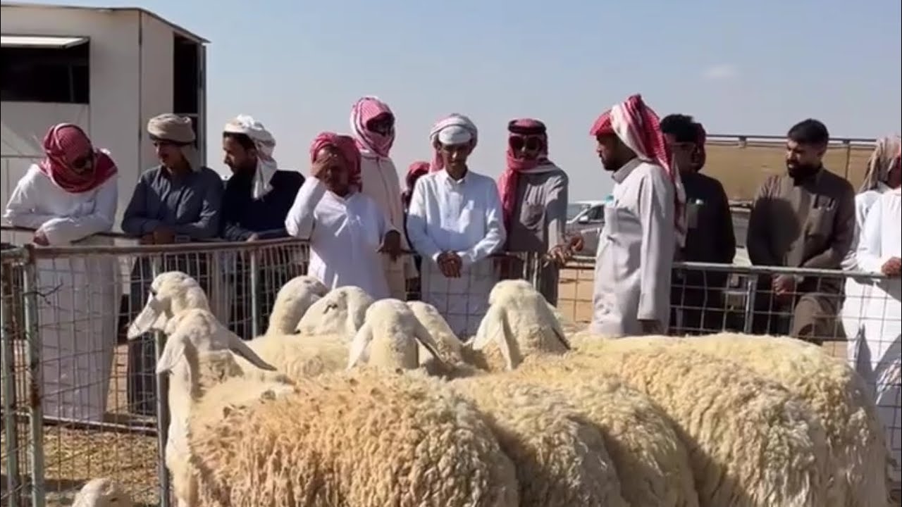 اسعار البهم والغنم المقاني بسوق الخميس الظهر بالقرشيات شمال الطايف ١٤٤٧/٨/٢٤هـ