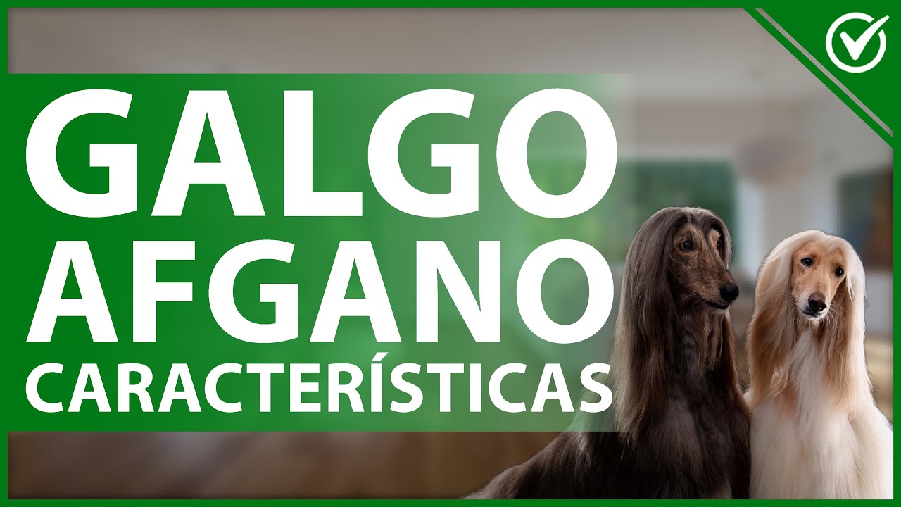 🐩 PERROS GALGO AFGANO: Características, carácter, cuidados y esperanza de vida 🐩