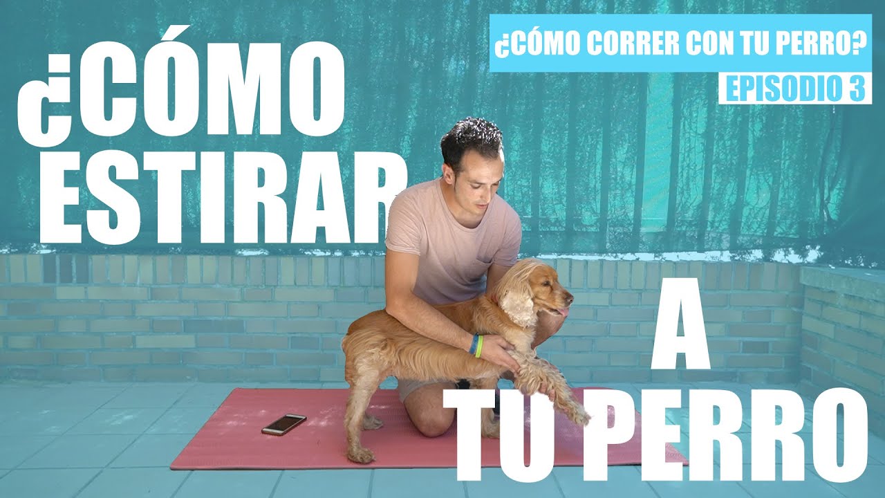 Como correr con tu perro | Estiramientos para perros