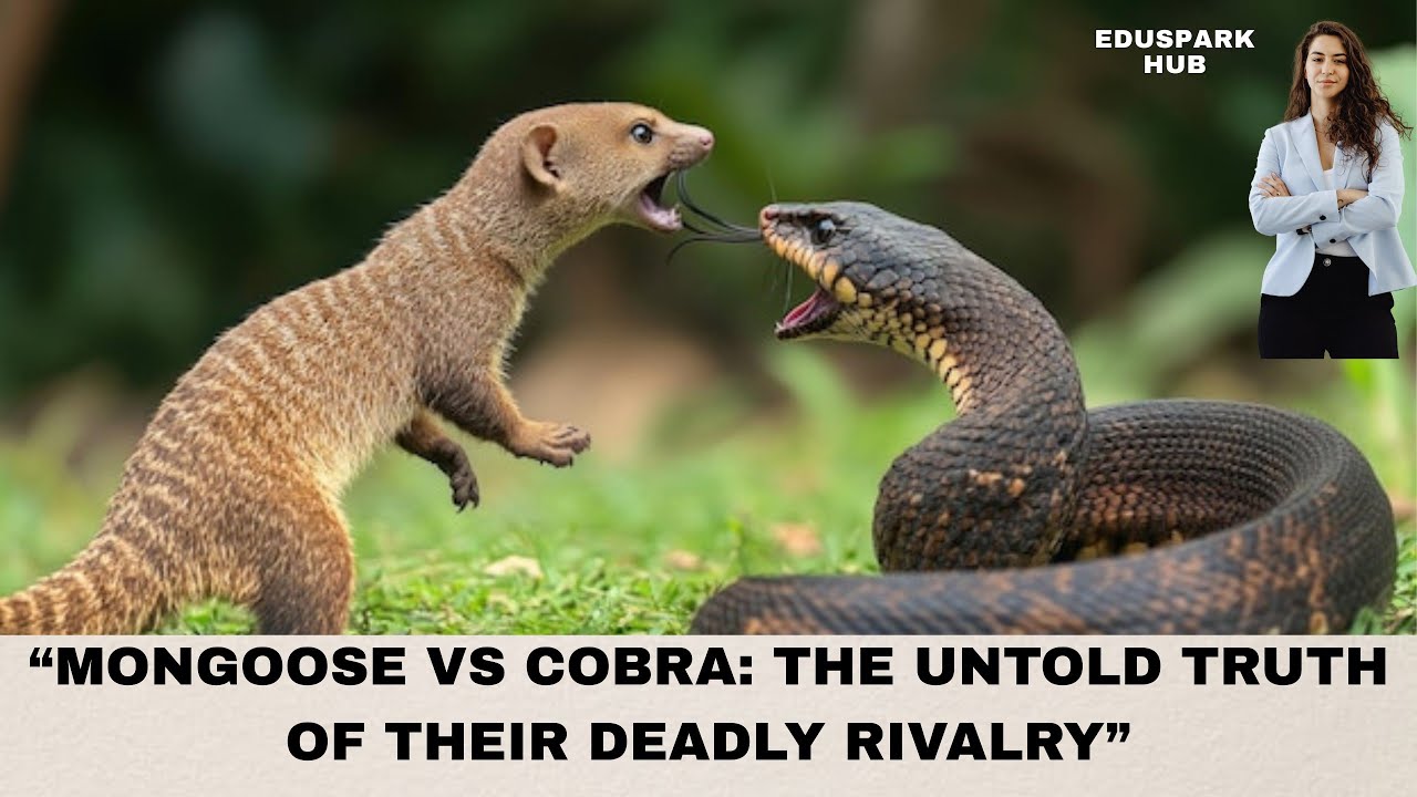 &ldquo;Mongoose vs Cobra: The Untold Truth of Their Deadly Rivalry&rdquo;Learn English Easily 