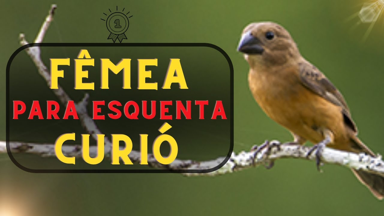 Curíó fica doidão! #femeadecurió