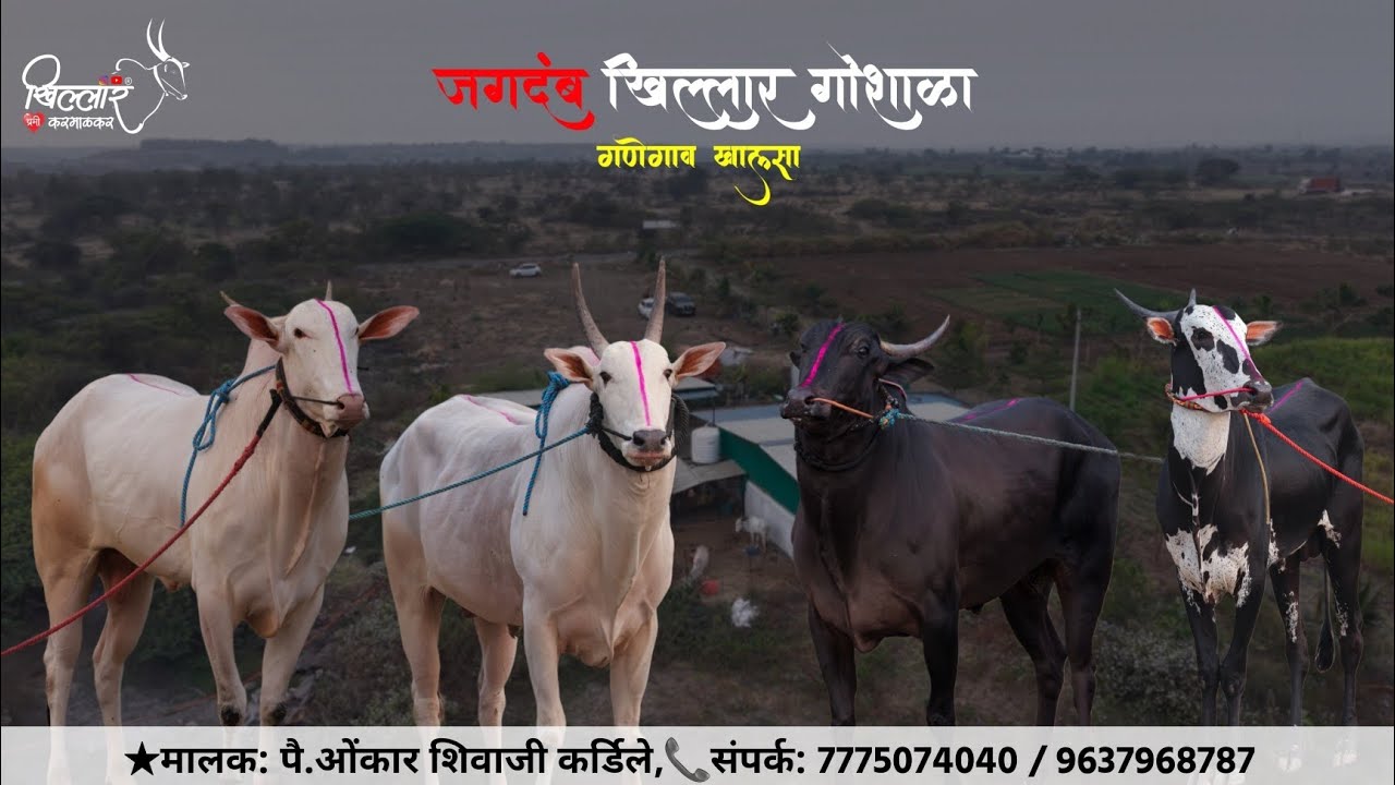 पुणे भागात जातिवंत खिल्लार वळु ऊपलब्ध |एकाच दावणीला ४ प्रकारचे खिल्लार वळु | Khillar premi karmalkar