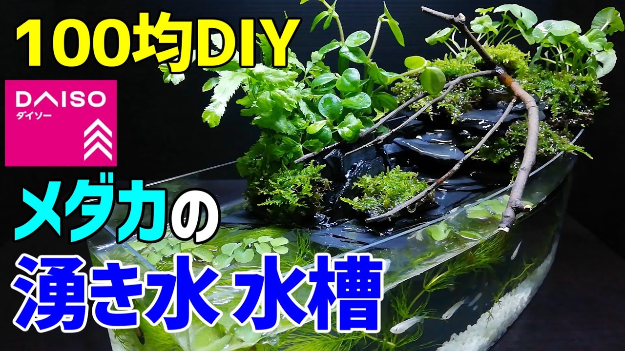メダカの【湧き水 水槽】作り方100均DIY! メダカ室内飼育 ダイソーアイテムで作成～How to Make Tabletop Waterfall Fountain Aquarium～