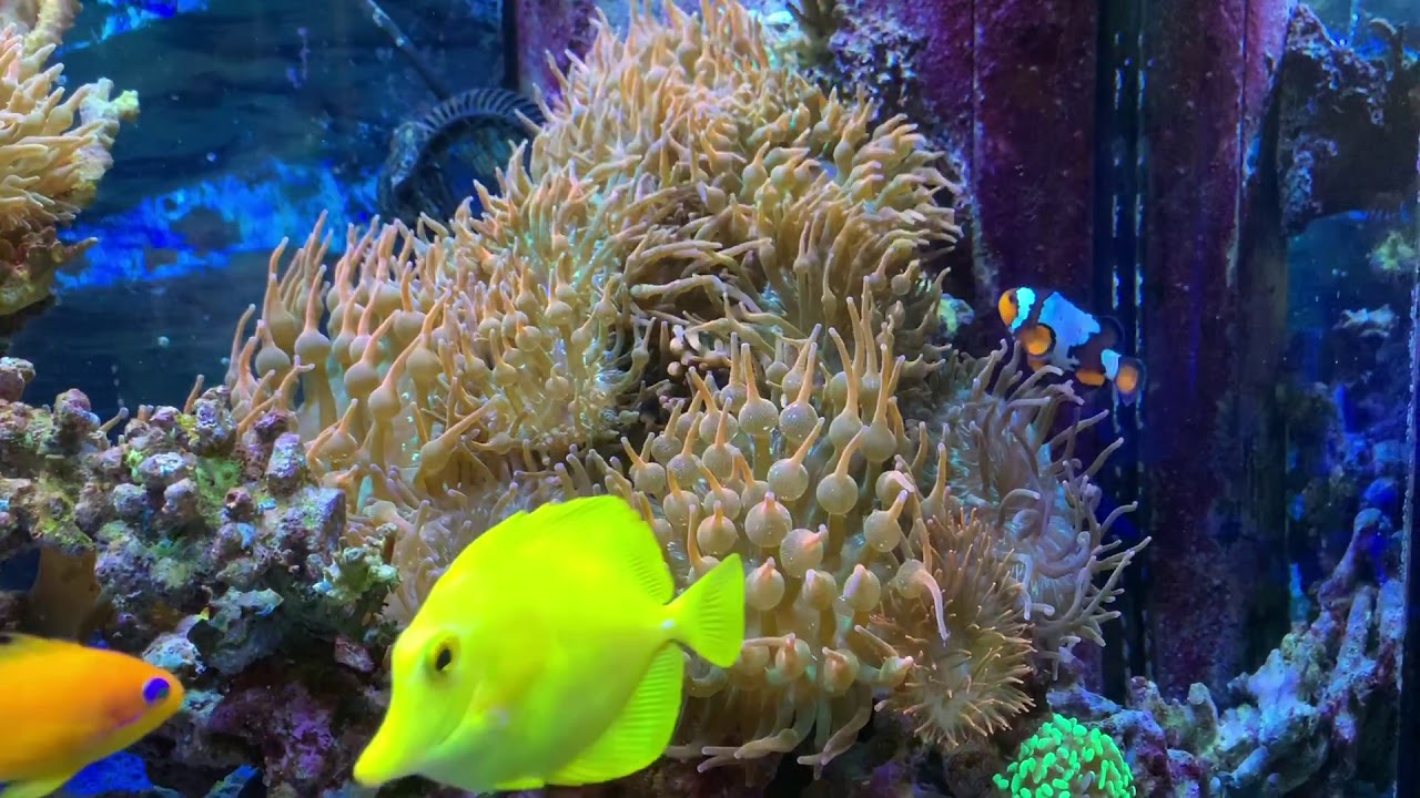 Anemone Harem