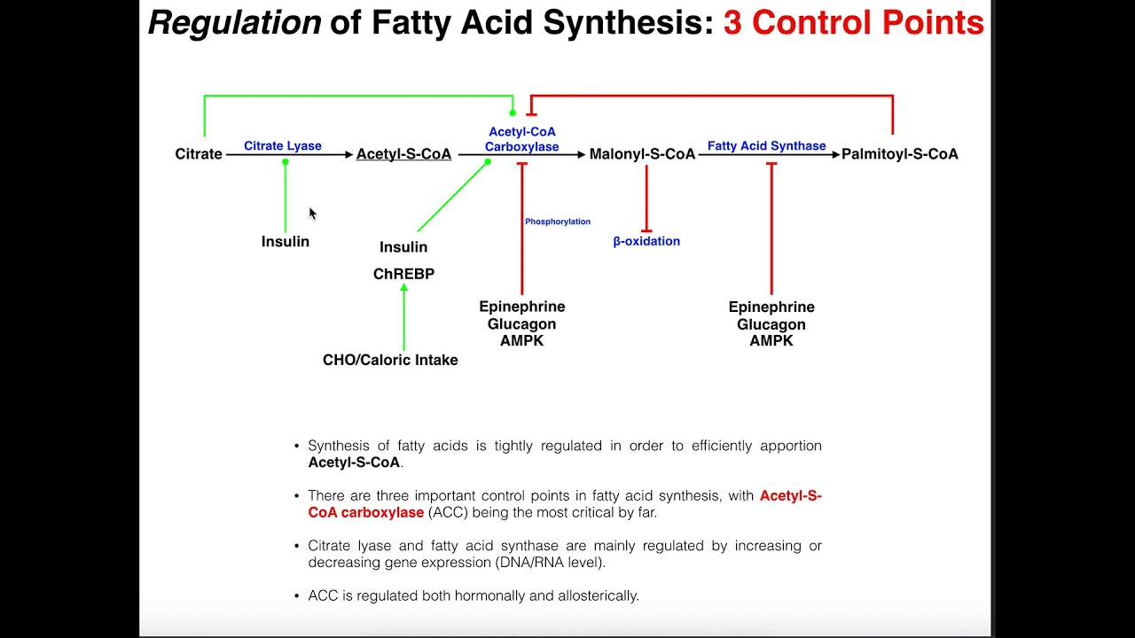 Regulation of Fatty Acid Metabolism