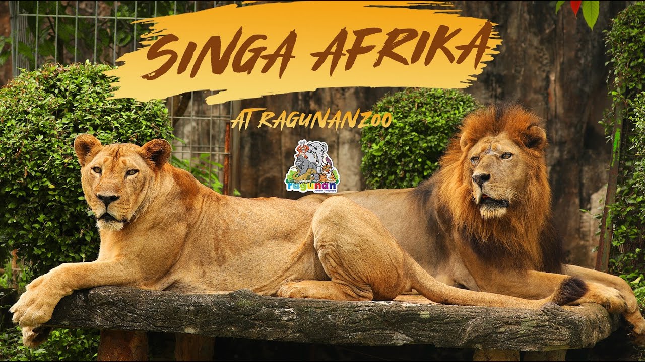 Singa Afrika Di Taman Margasatwa Ragunan