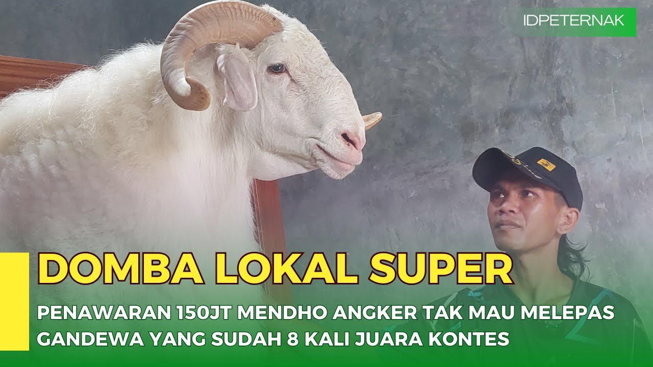 Peternak Domba Lokal Super, Ditawar 150jt Gandewa Tak Dilepas Mendho Anker Farm Temanggung
