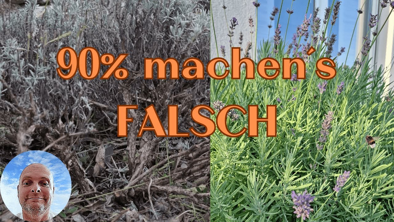 Lavendel schneiden: Wann & Wie WIRKLICH? (Die Antwort liegt im Kiesbeet)