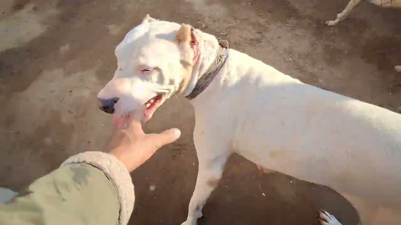 Alpha The Dogo channel Ho Gya Tha Remove 😱😭 [ALPHA THE DOGO] #alphathedogo #dogoargentino #canecorso