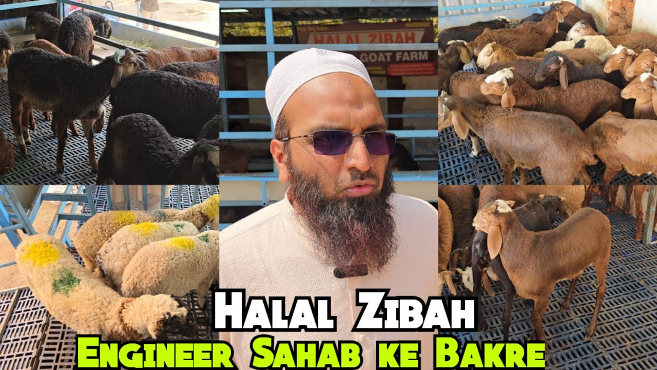 Pure Quality me Telangana Potla Sindhunur & Malwa Sheeps Available at Halal Zibah | Hyderabad