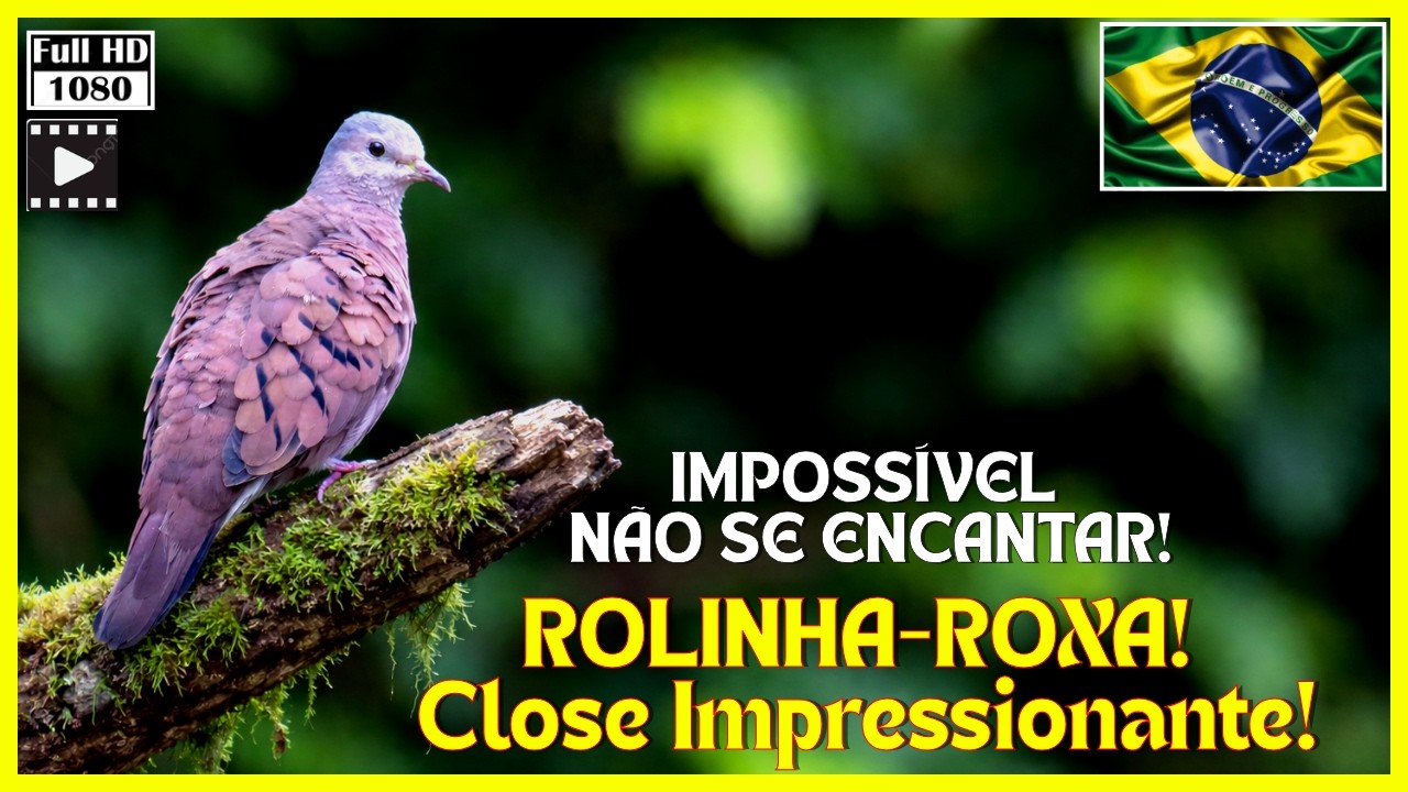 Desvende os MISTÉRIOS da ROLINHA-ROXA Saiba como ela SOBREVIVE aos PREDADORES com AGILIDADE.FULL HD!