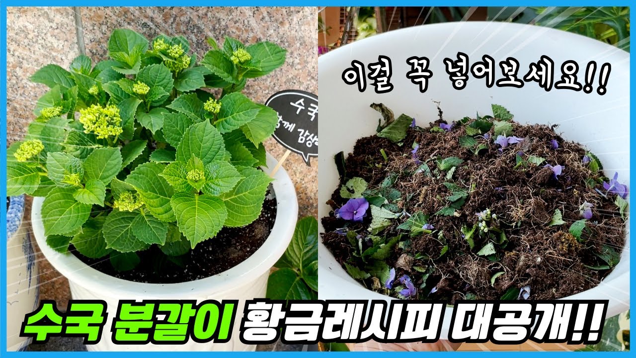 수국 분갈이할 때 이것 꼭 넣어보세요!! 가장 완벽한 수국화분 분갈이!!