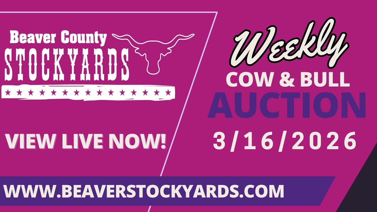 3/16/2026 - Cow & Bull Auction- Beaver County Stockyards