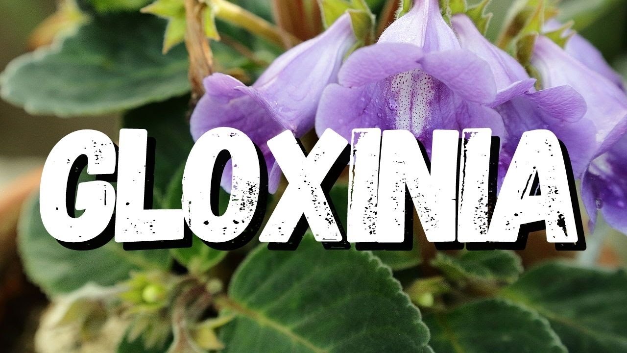 Gloxinia: Saiba Tudo Sobre Essa Planta