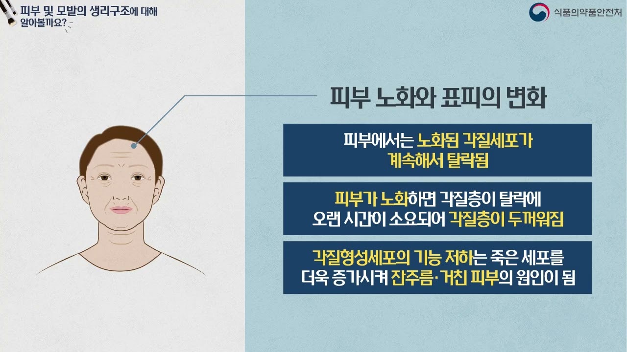 모듈4  맞품형화장품의 이해 21  피부 및 모발의 생리구조에 대해 알아볼까요