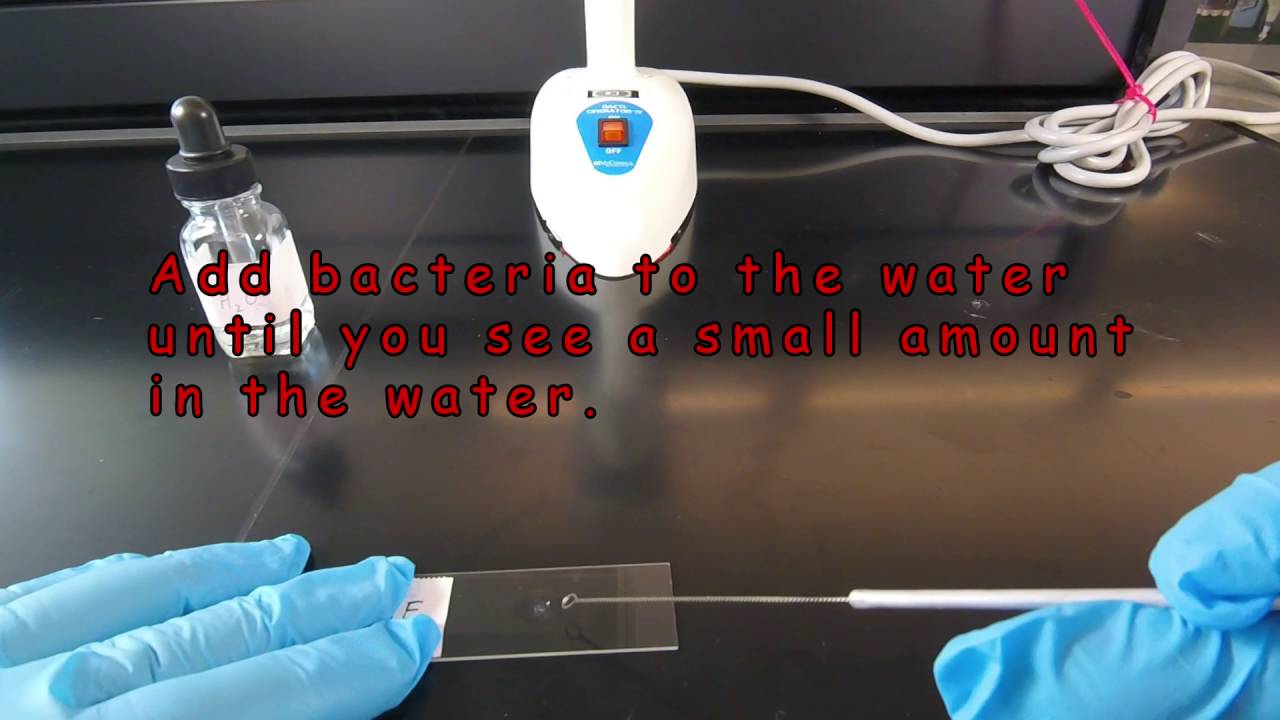 How to Prepare a Slide for Staining when using Bacteria from an Agar Culture