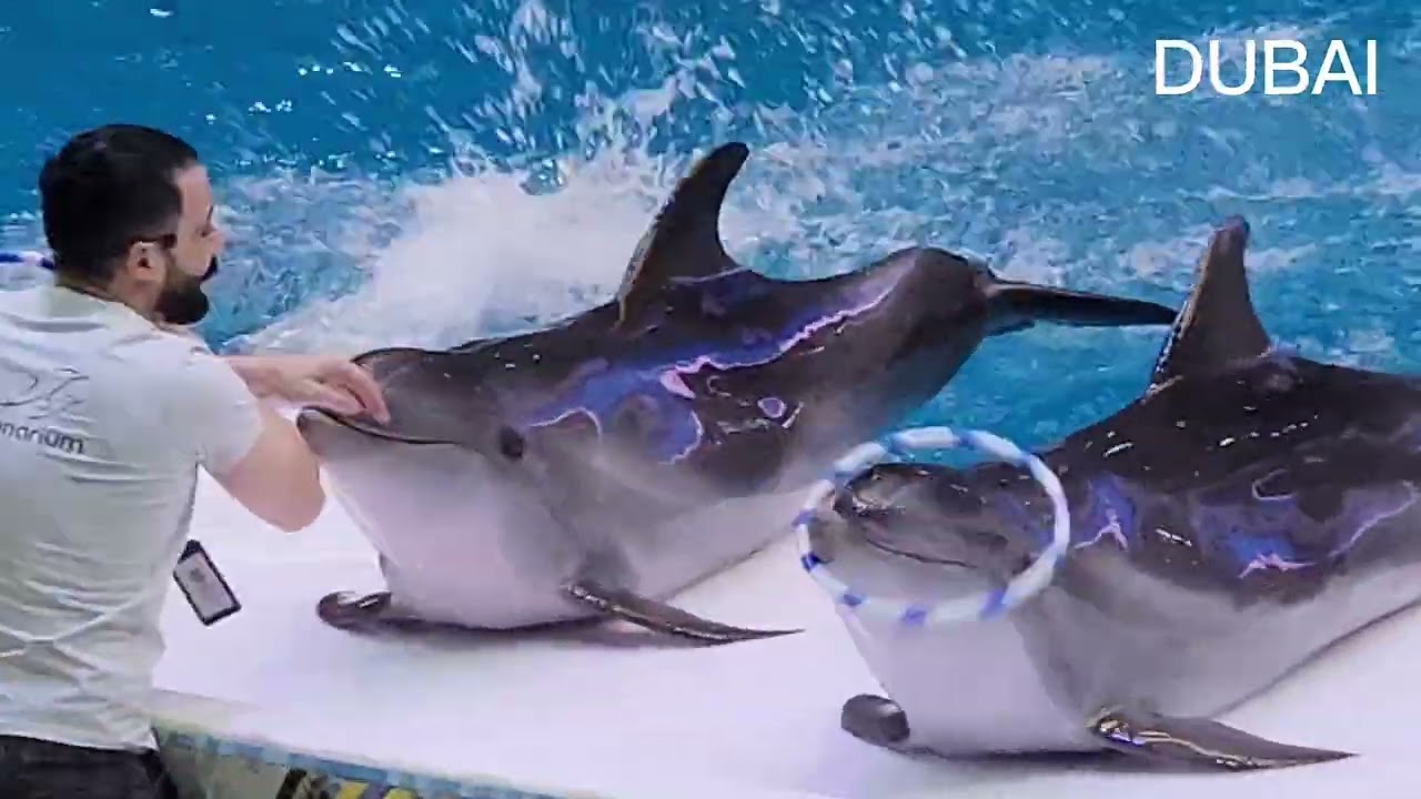 DUBAI DOLPHINARIUM | CREEK PARK | AMAZING SHOW EP - 4 UAE@PINOYNEPAL OCT 25 2025