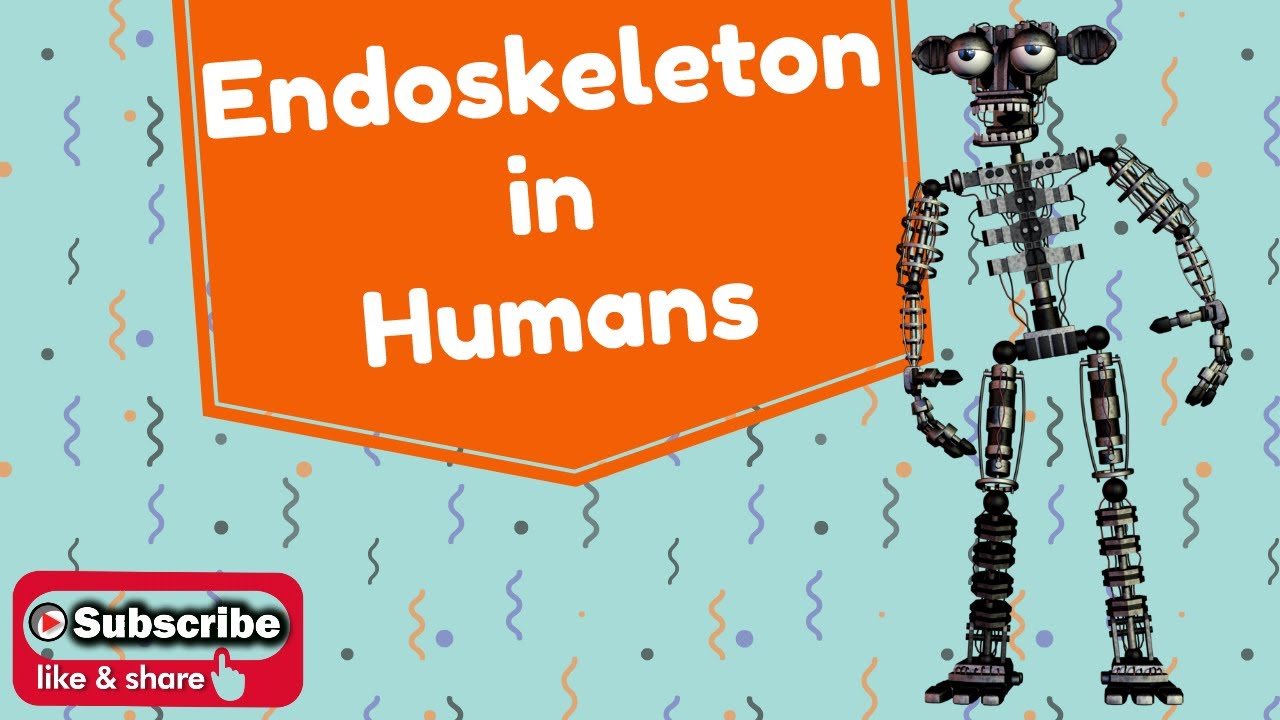 Support and Movement Endoskeleton in Humans