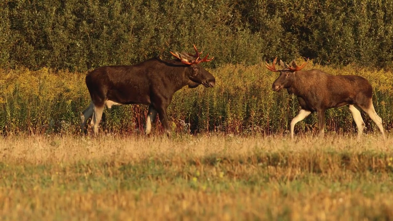&Auml;lgoxe Łoś bukowisko Лосиные зори &auml;lg