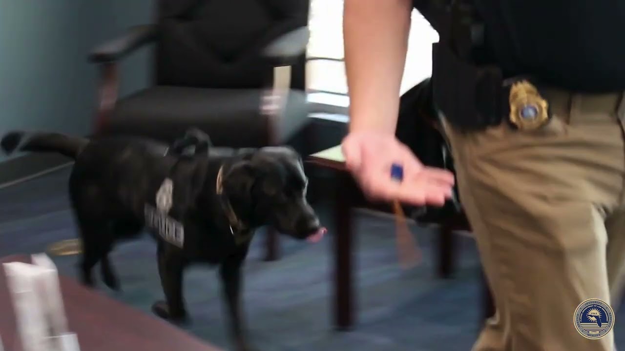 Live Demo with K9 Layla