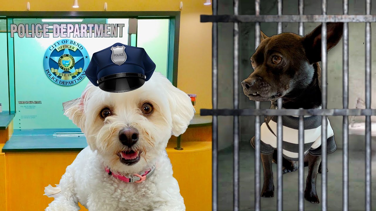 PUPPIES PLAY COPS AND ROBBERS!!
