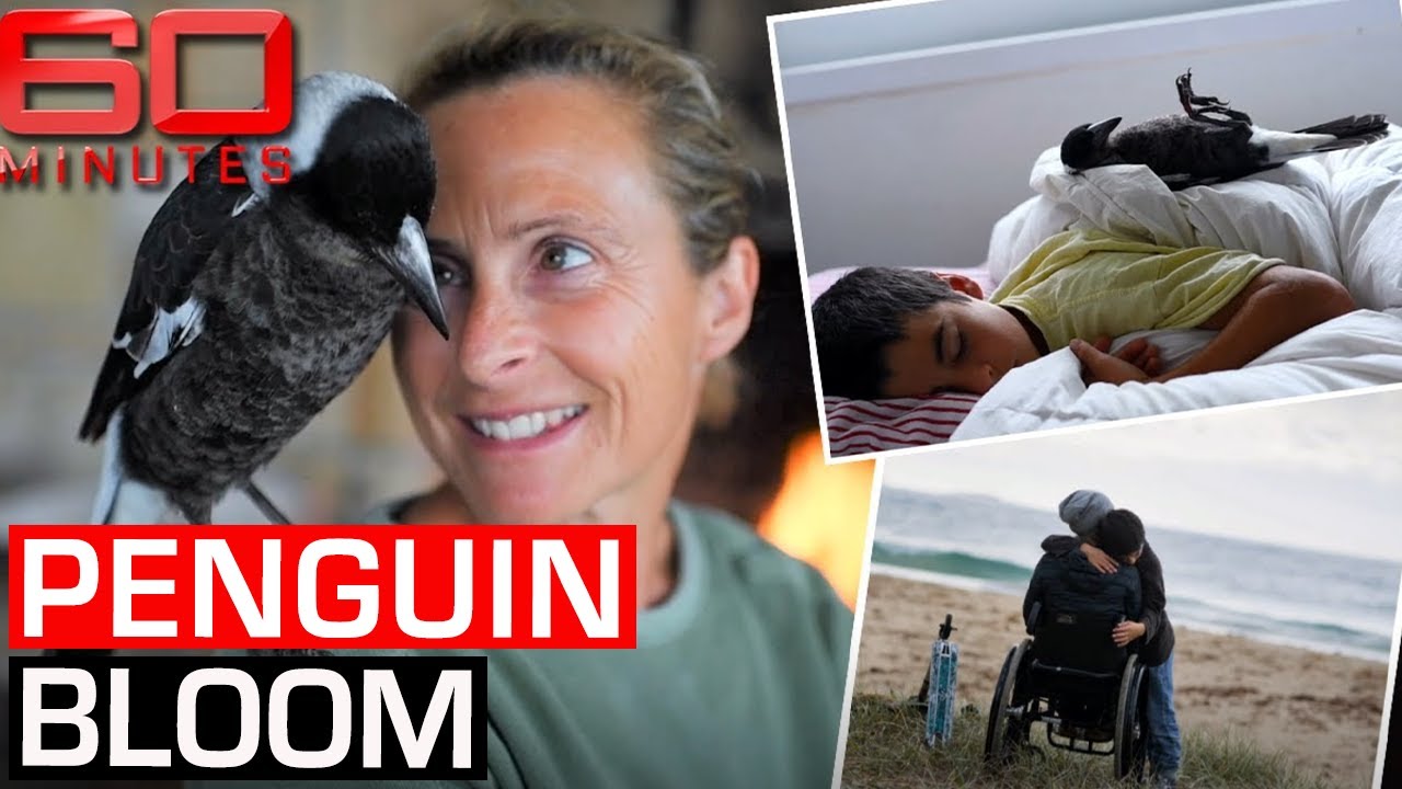The incredible story of how a Magpie named Penguin saved a family | 60 Minutes Australia