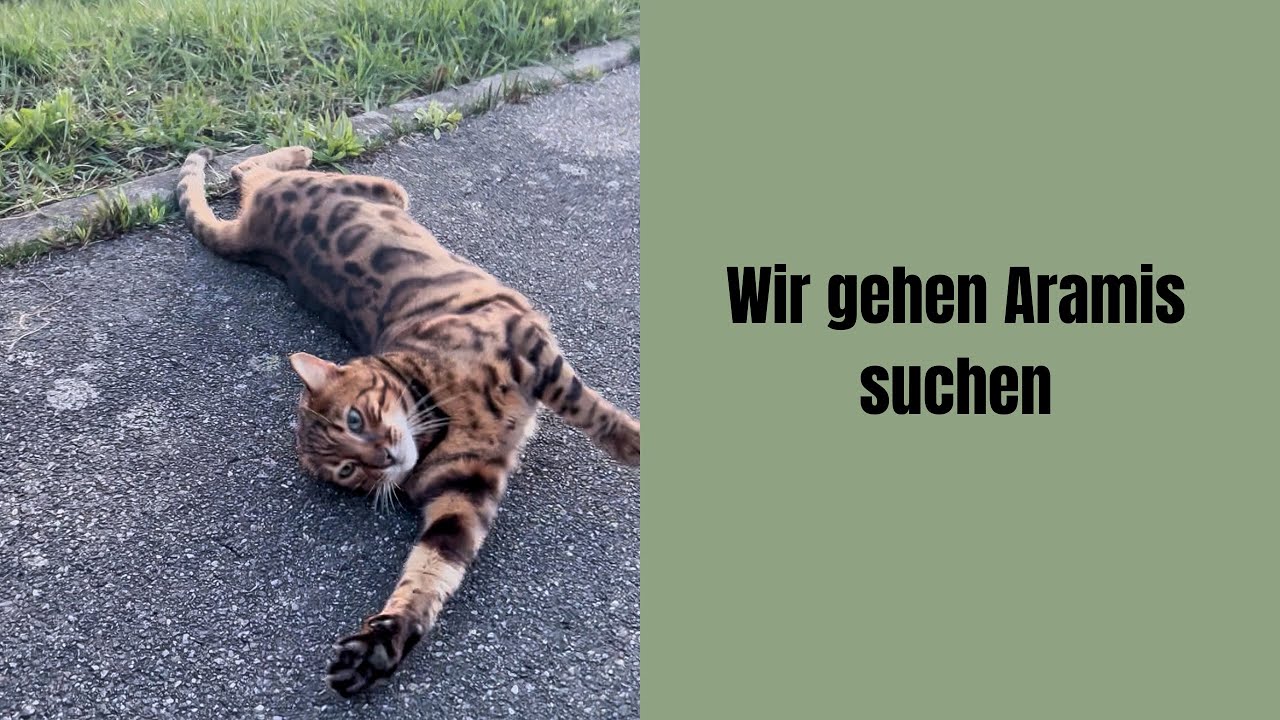 Wir gehen Aramis suchen #katze #katzenvideos #katzenaufyoutube #katzen #bengalkatze #miau 