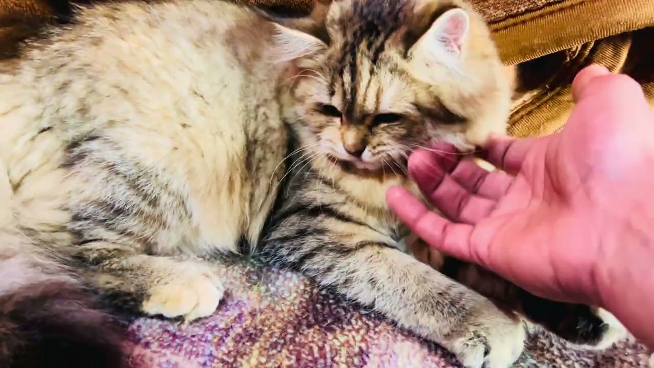Dekho gabru ji ka kabza🤭😆