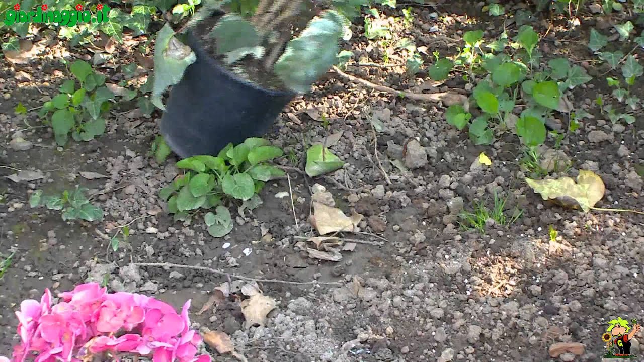 Posizionamento e sostegni piante rampicanti