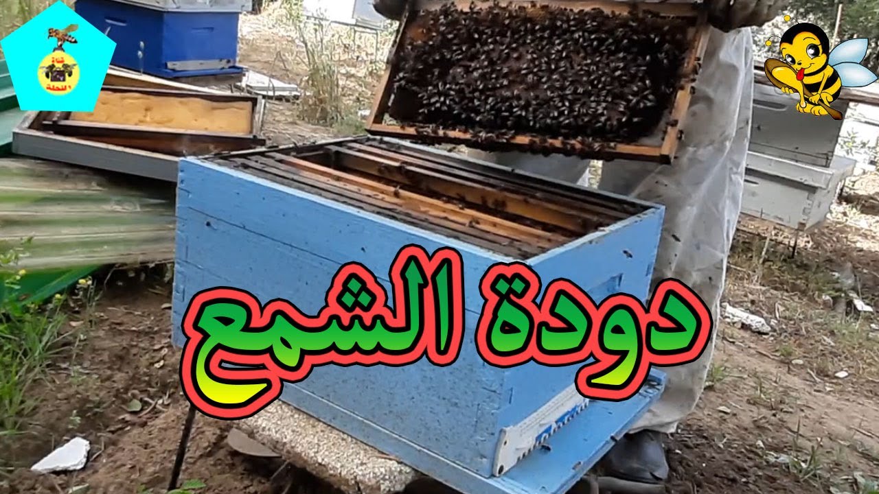 نتيجة تجربة الكبريت للقضاء على دودة الشمع ( المرحلة الثالثة )
