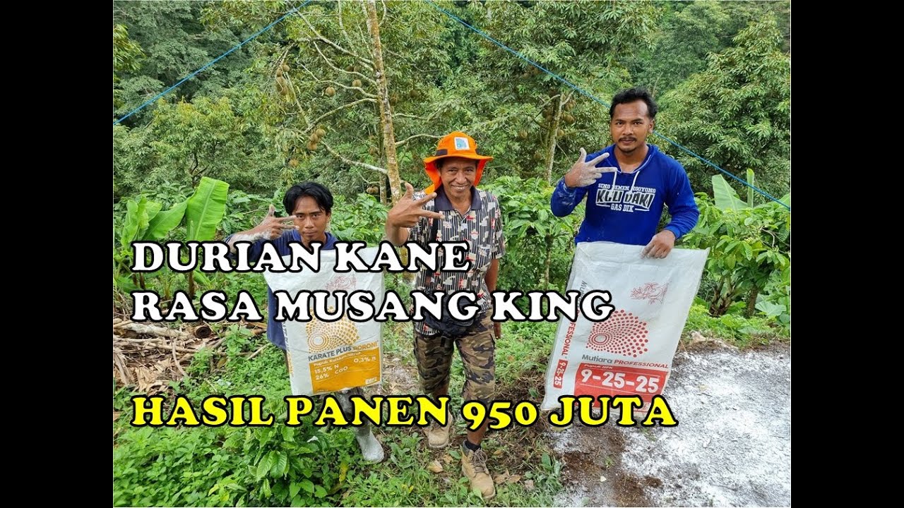 Pemupukan Durian Saat Musim Hujan - Musim Lalu Hasil Panen 950juta -Durian Kane Rasa Musang King