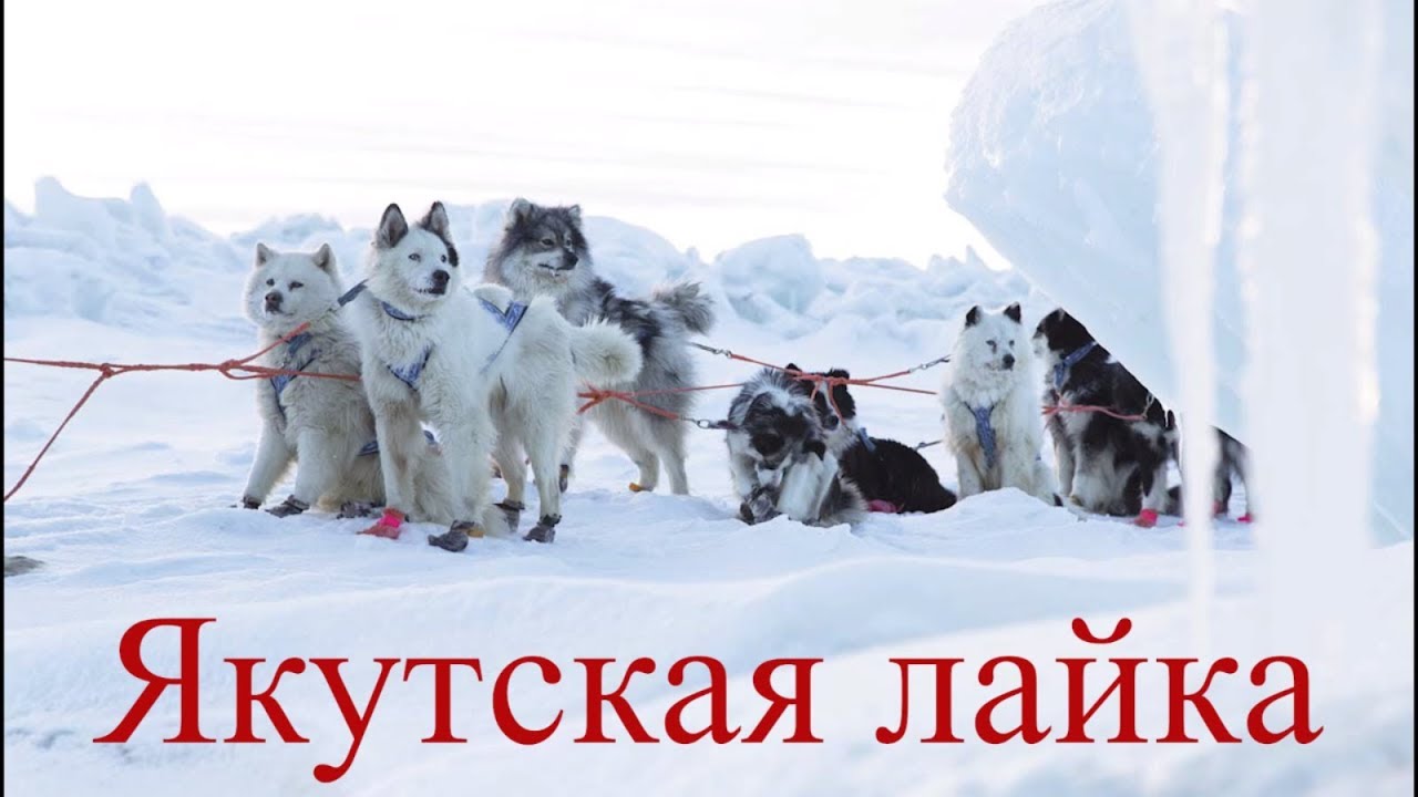 Якутская лайка.