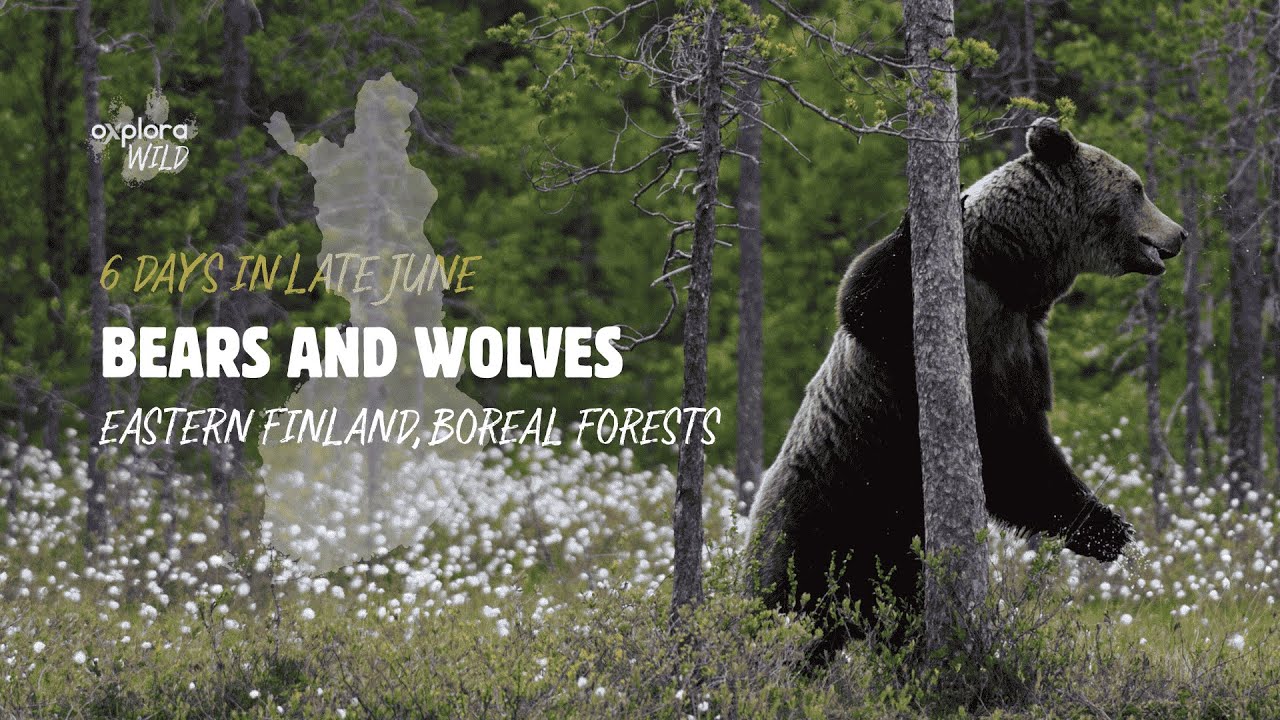 Bears and Wolves in Finland, Overnight Wildlife Hides in the Nordic Wilderness