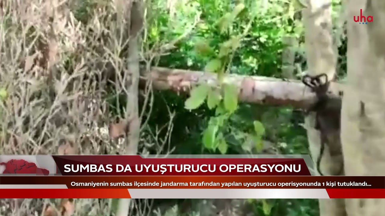 SUMBAS DA UYUŞTURUCU OPERASYONU