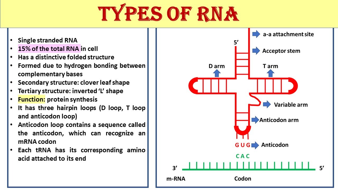 Types of RNA | mRNA | tRNA | rRNA | snRNA | SnoRNA | miRNA | shRNA | siRNA | telomerase RNA