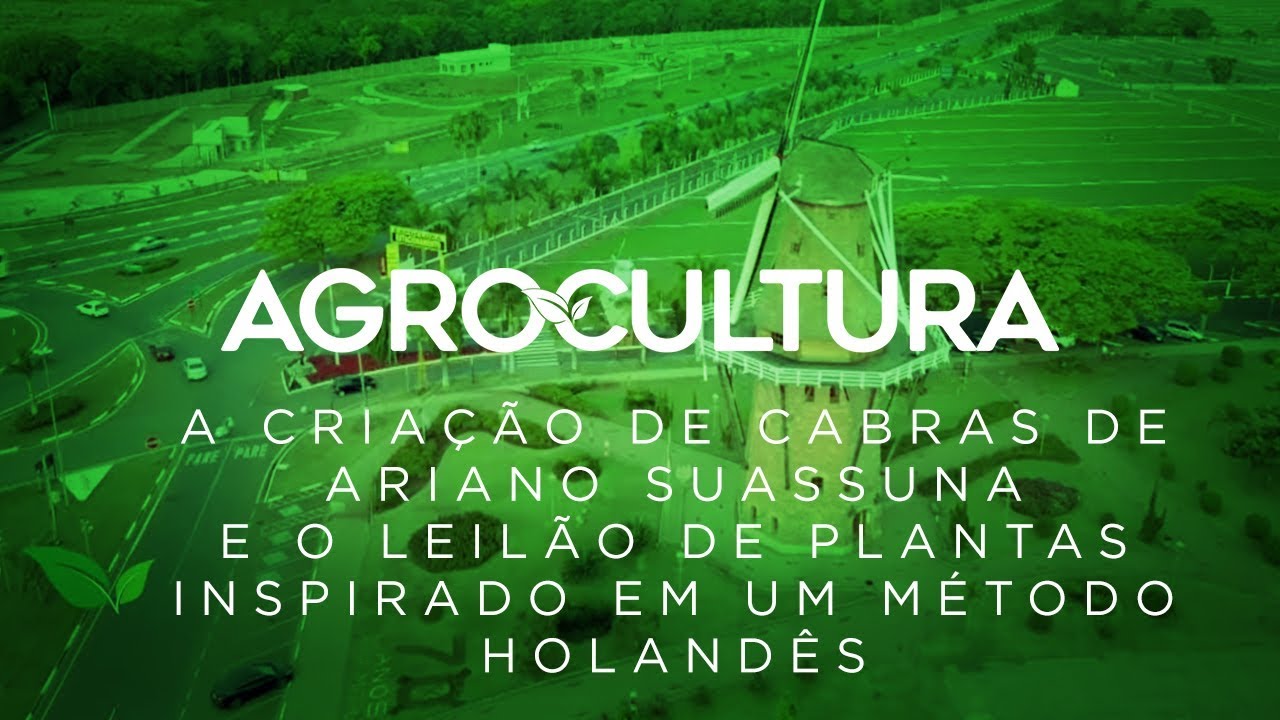 Produção de flores transforma Holambra em um dos destinos mais famosos do estado | AgroCultura