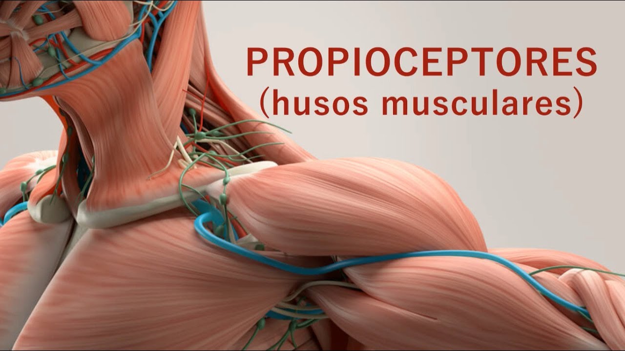 Propioceptores 3A