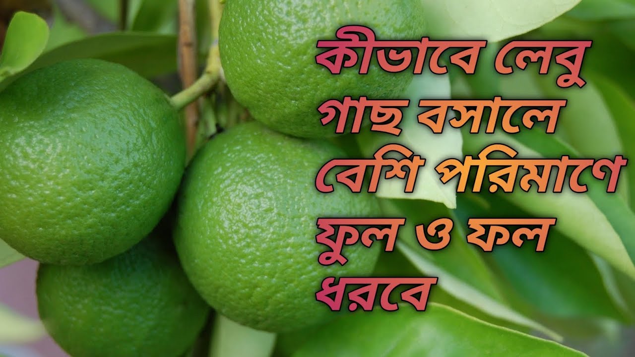 লেবু গাছ কীভাবে প্রতিস্থাপন করলে বেশি ফুল ও ফল ধরবে 