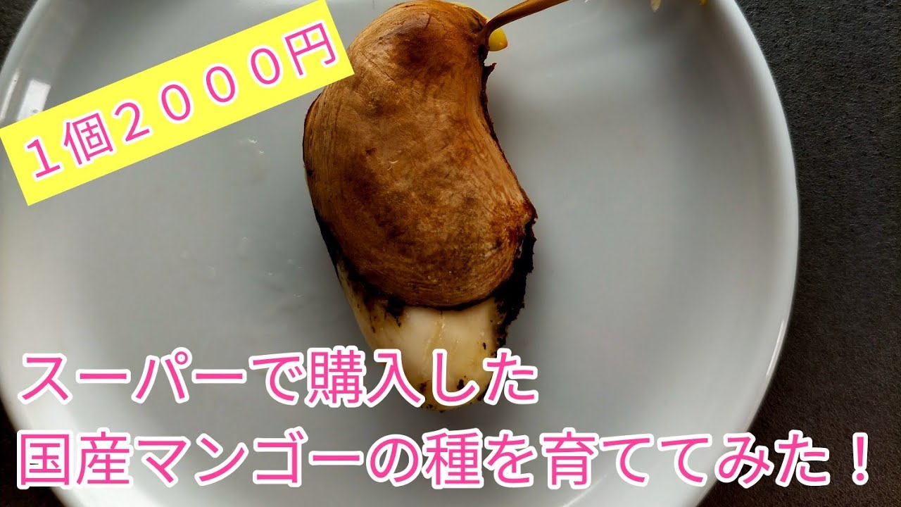 再生栽培！スーパーで購入した2,000円の国産マンゴーの種を取り出して3ヶ月間育てみた！