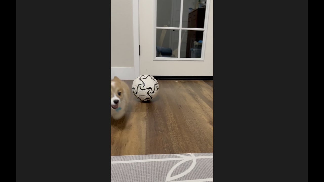 Corgi Puppy Gets the Zoomies