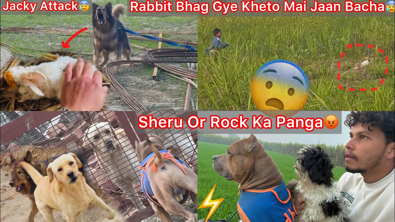 Jacky N Rabbits Par Hamla Kea Jaanlewa😰Kheto M Bhag Gye Sb😨Rock Or New Dog Ka Panga😡New Dog Dar Gya🐶